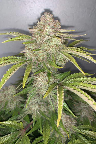 Instagram Gelato Auto