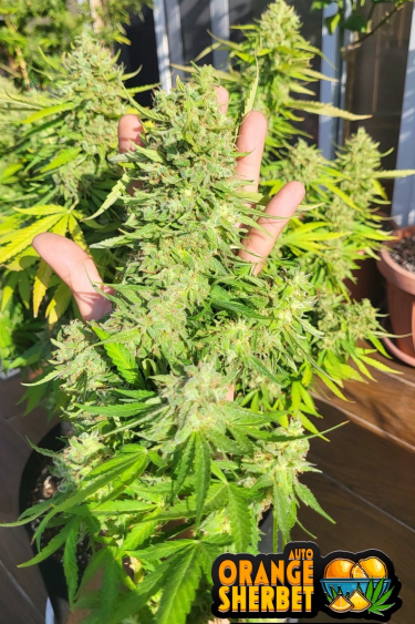 Instagram Orange Sherbet Auto