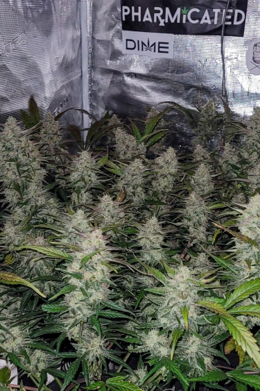 Instagram Gorilla Z Auto