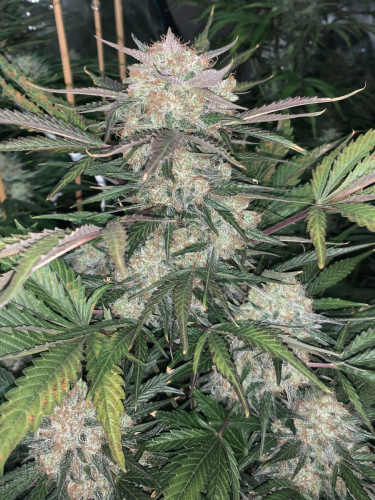 Instagram BubbleGum Auto