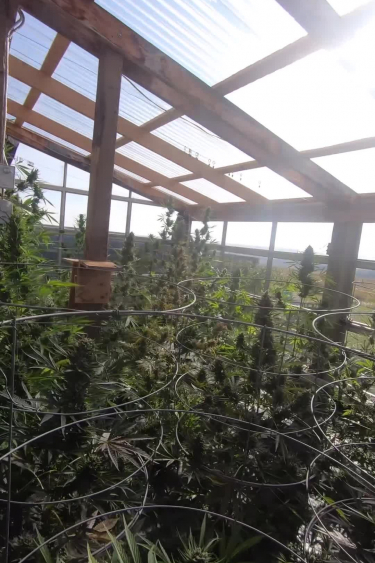 Instagram Strawberry Banana Auto