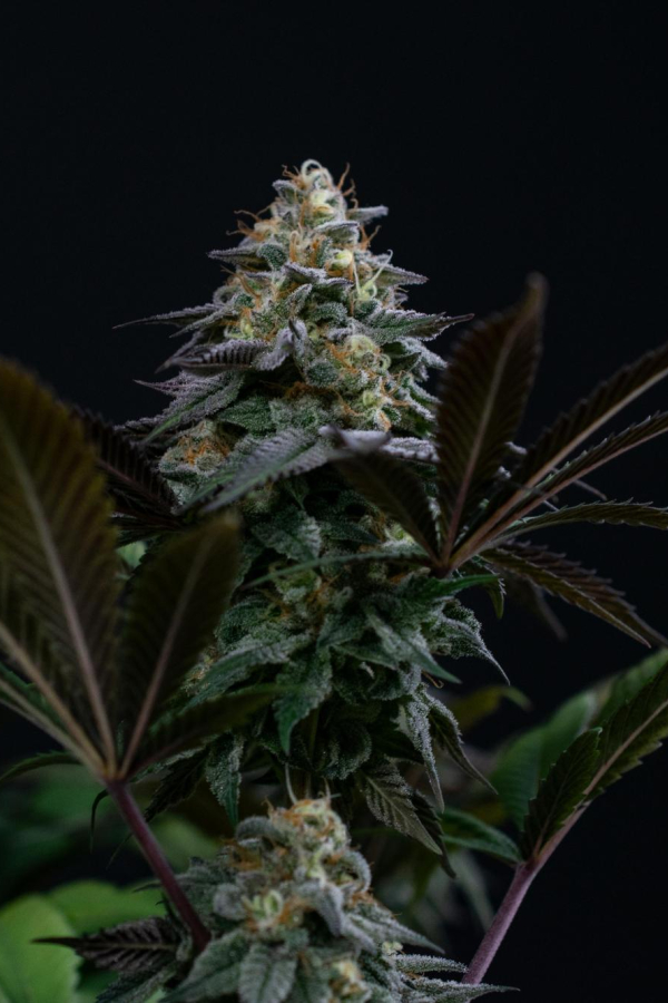 Instagram Lemon Cherry Runtz