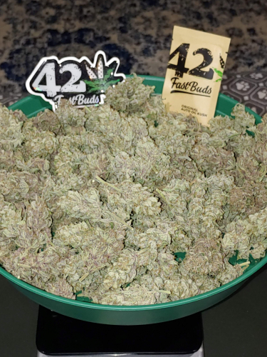 Instagram OG Kush Auto