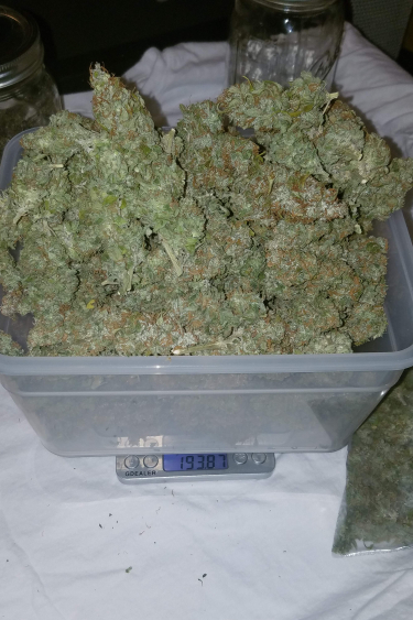 Instagram Californian Snow Auto