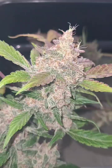 Papaya Cookies Auto™