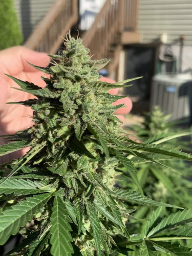 Instagram Californian Snow Auto