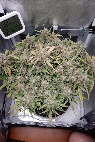 Instagram Six Shooter Auto