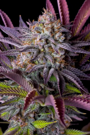 Tropicana Cookies FF