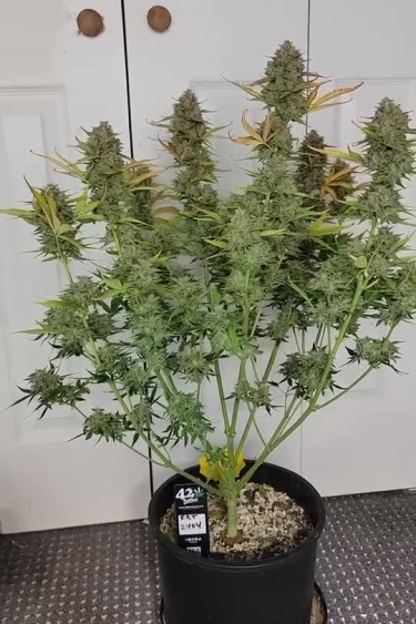 Instagram Sour Jealousy Auto