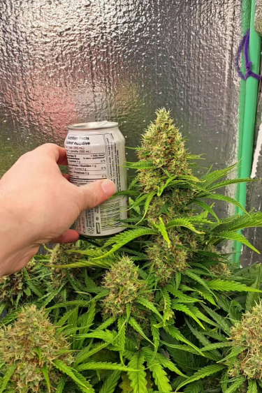 Instagram Moby Dick Auto