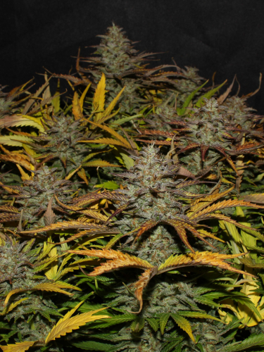 Instagram Cheese Auto