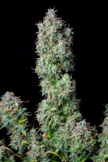 Instagram Forbidden Runtz Auto