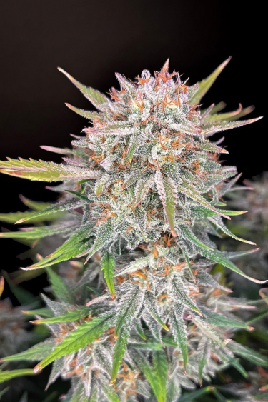 Instagram Forbidden Runtz Auto