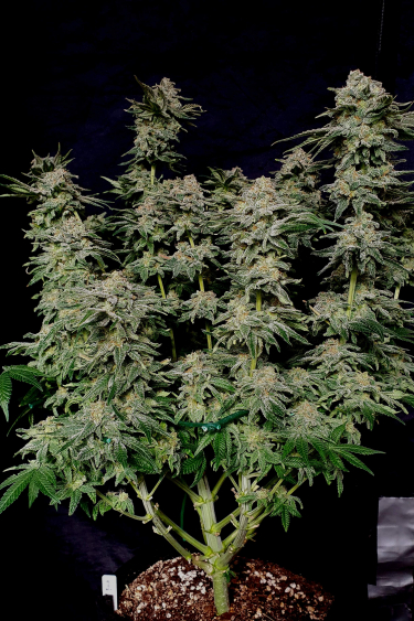 Instagram Wedding Cheesecake FF