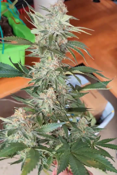 Instagram Cherry Cola Auto