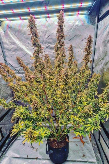 Instagram Strawberry Banana Auto