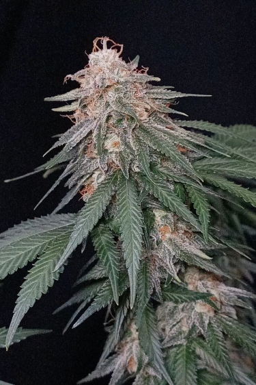 Instagram Orange Sherbet FF