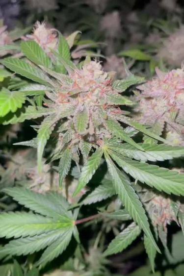 Papaya Cookies Auto™