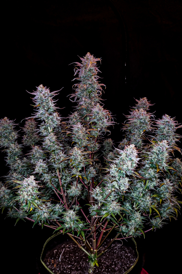 Instagram Kosher Cake Auto