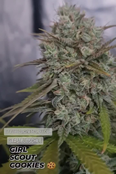 Girl Scout Cookies Auto