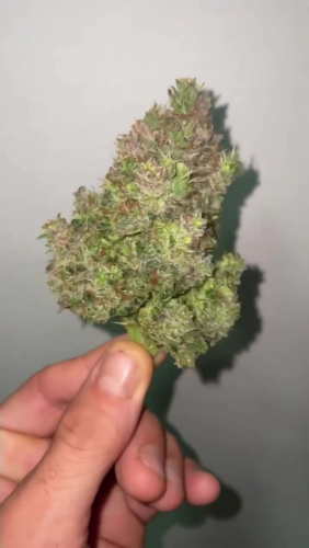 Gorilla Cookies Auto