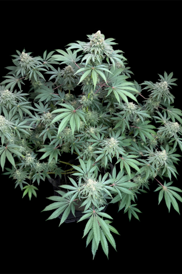 Instagram Lemon Cherry Runtz