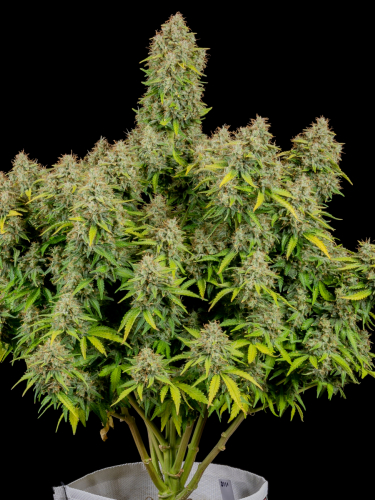 Instagram Cinderella Auto