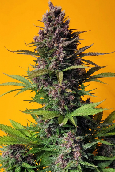 Instagram LSD25 Auto