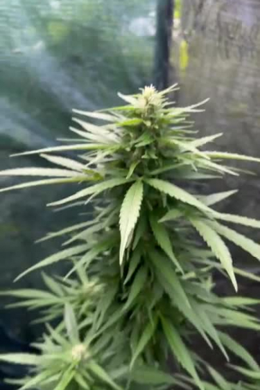 Instagram Moby Dick Auto