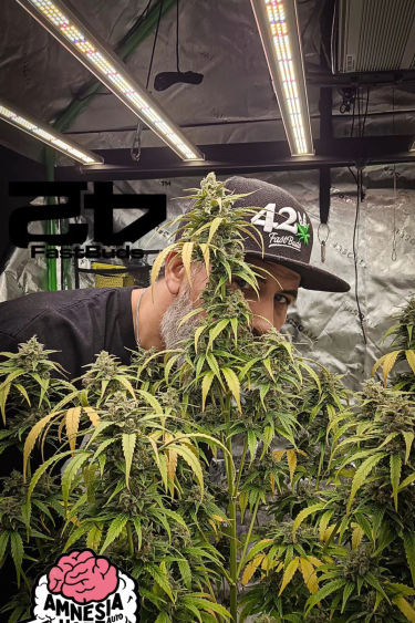 Instagram Amnesia Haze Auto