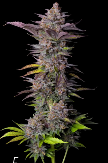 Tropicana Cookies FF