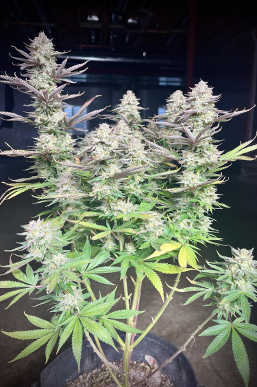 Instagram Orange Sherbet FF