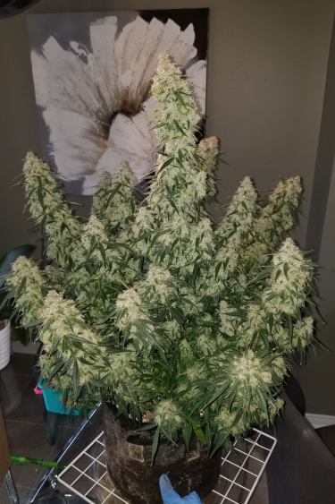 Instagram Pineapple Express Auto