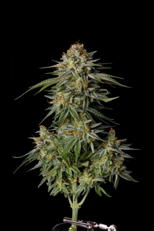 Instagram Mix Pack FF