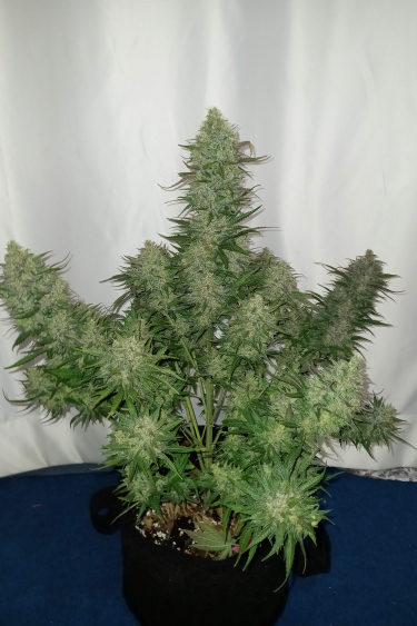 Instagram Cheese Auto