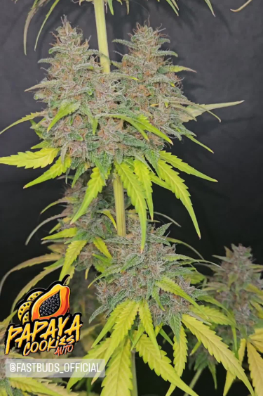 Papaya Cookies Auto™