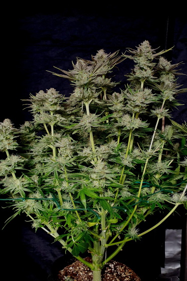 Instagram Tropicana Cookies FF