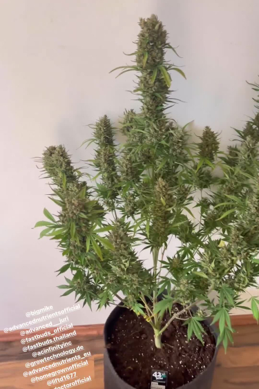 Gorilla Z Auto