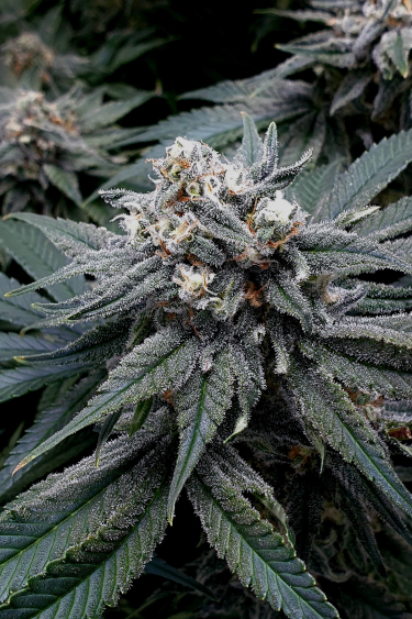 Instagram Wedding Cheesecake FF