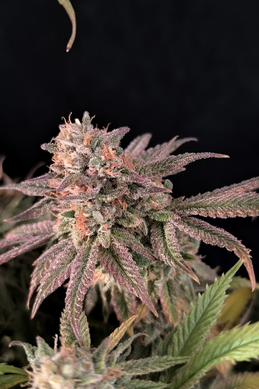 Instagram Rainbow Melon