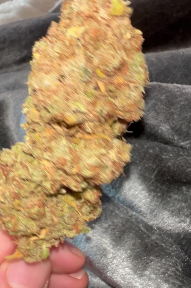 Gorilla Cookies Auto