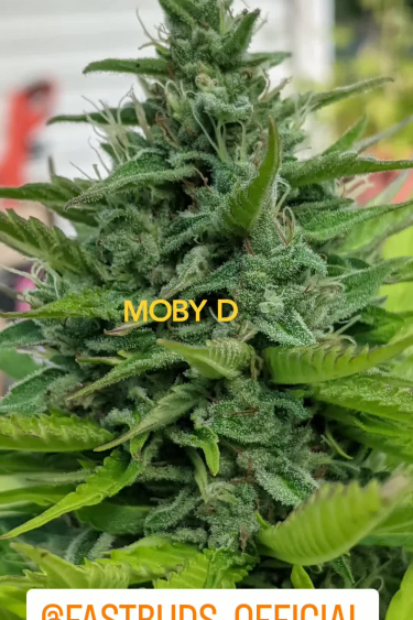 Moby Dick Auto