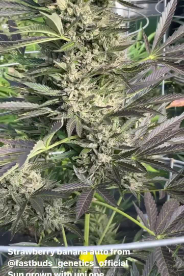 Strawberry Banana Auto