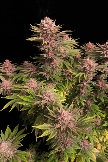 Instagram GG4 Sherbet FF