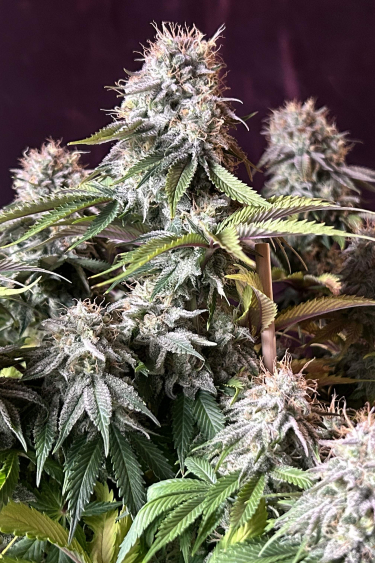 Instagram Orange Sherbet FF