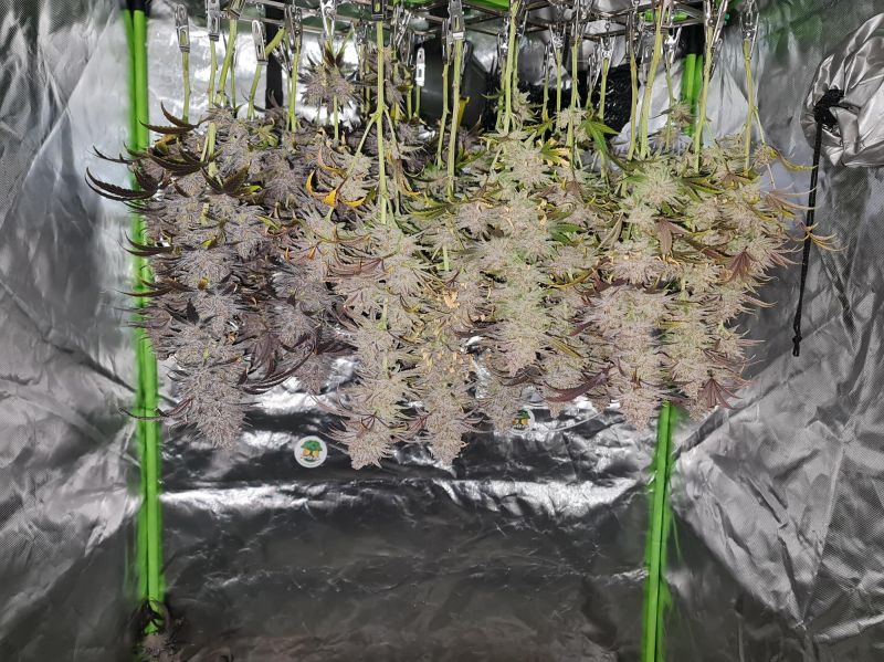 Instagram Mix Pack FF