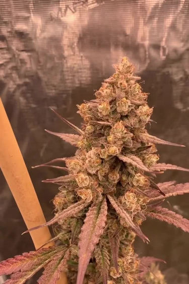 Gorilla Cookies Auto
