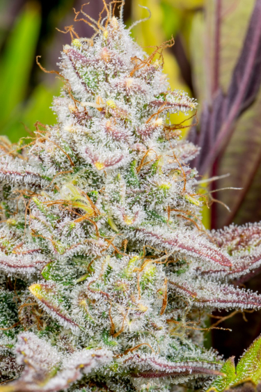 Instagram Wedding Glue Auto