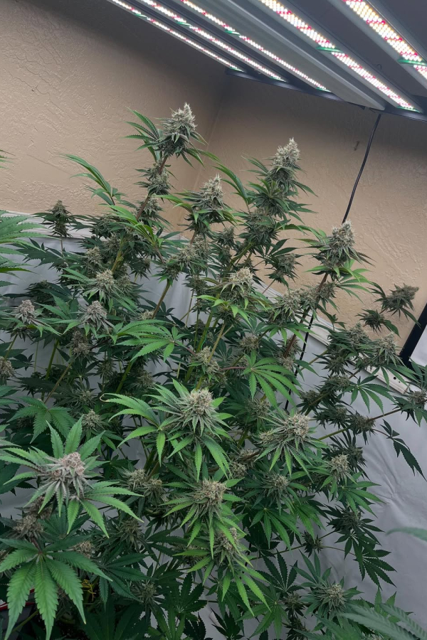 Instagram Lemon Cherry Runtz