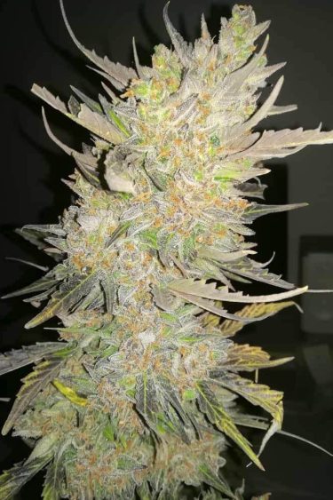 Instagram Skunk Auto